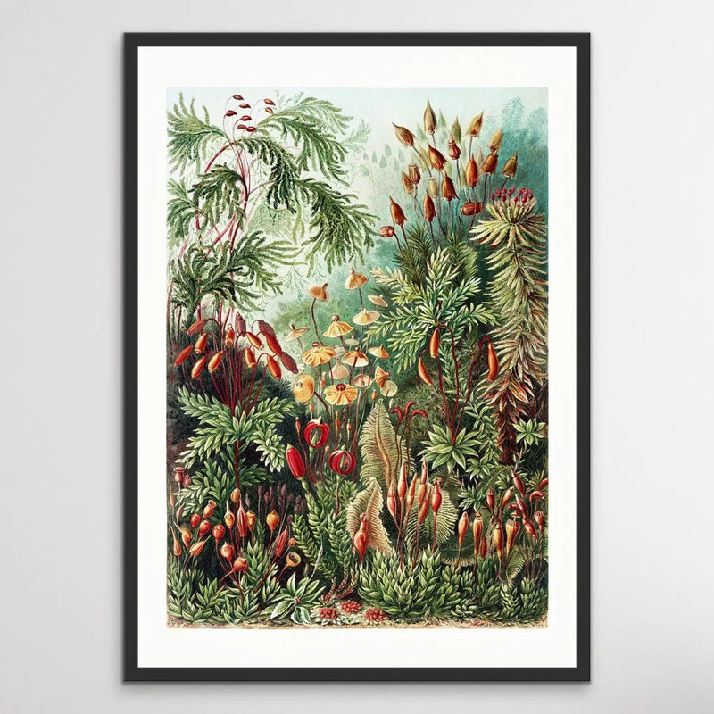 Vintage Mushroom and Funghi Poster - Vintage Botanical Illustration I Heart Wall Art Australia