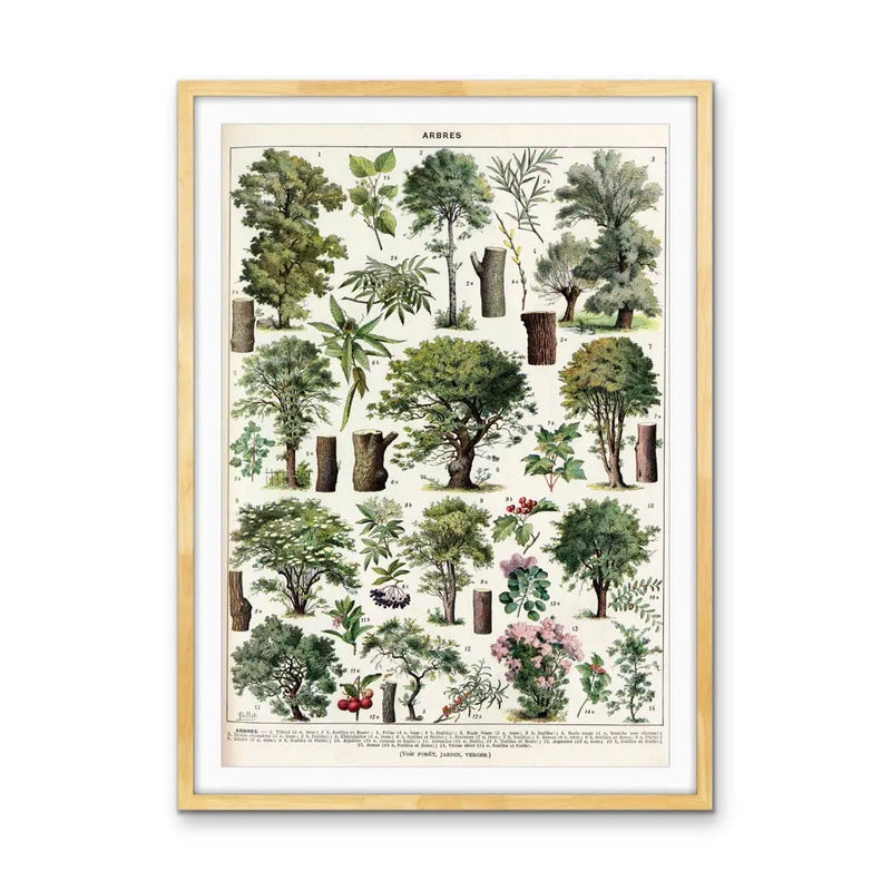 Trees/Voir Foret Vintage Scientific Chart - Stretched Canvas Print or Framed Fine Art Print - Artwork I Heart Wall Art Australia