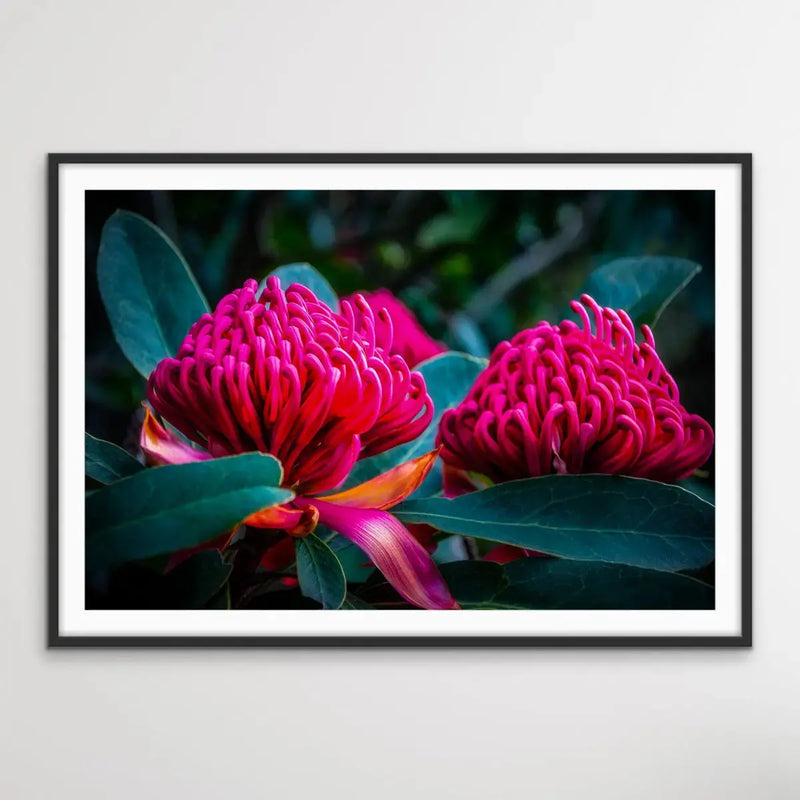 Waratah - Pink Native Australian Flower Print I Heart Wall Art Australia