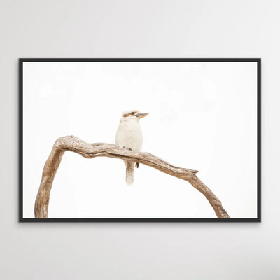 ﻿White Kookaburra - Photographic Art Print I Heart Wall Art Australia