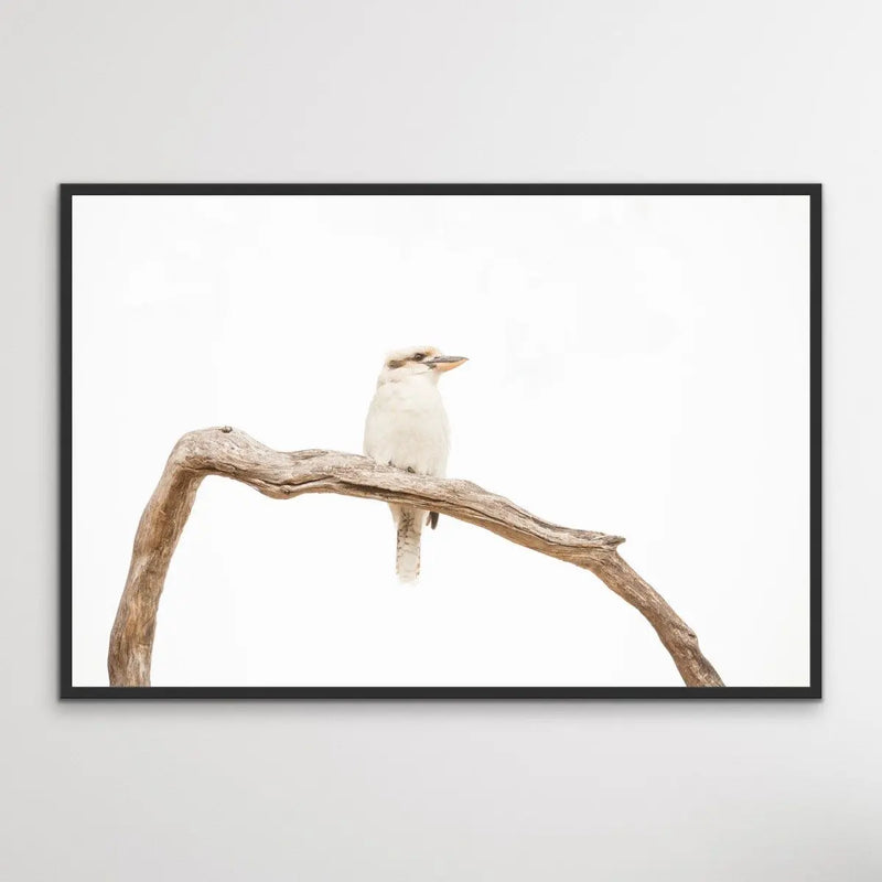 ﻿White Kookaburra - Photographic Art Print I Heart Wall Art Australia