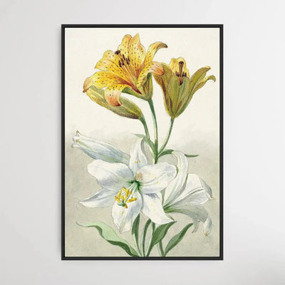 Yellow and White Lilies by William van Leen I Heart Wall Art Australia
