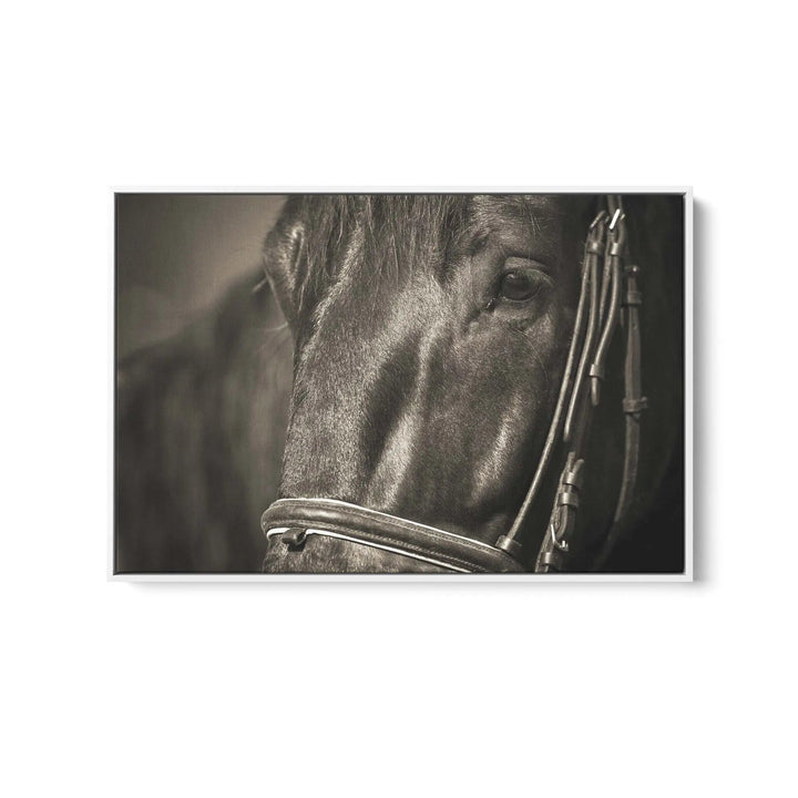 A Dark Horse&