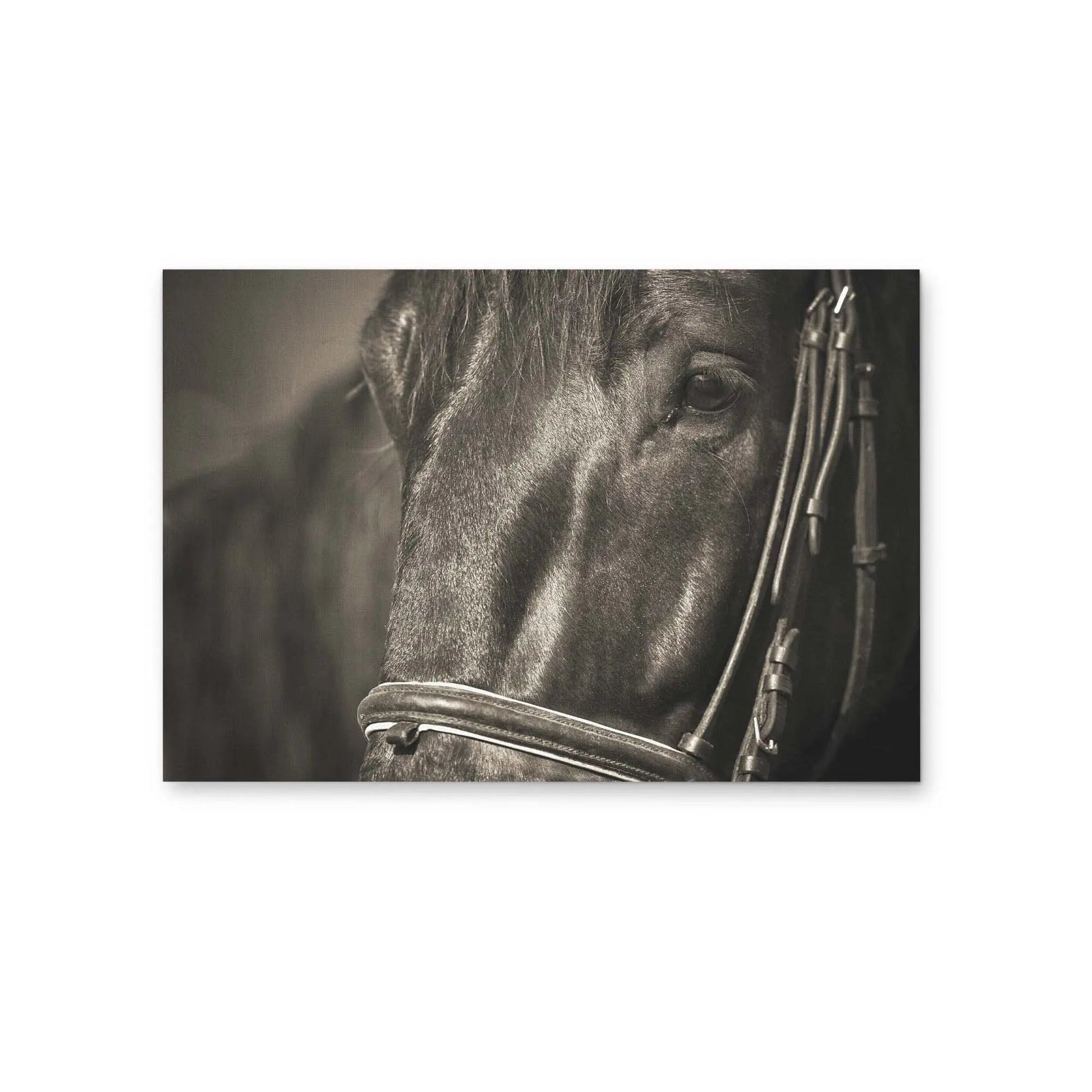 A Dark Horse's Face - Stretched Canvas, Poster or Fine Art Print I Heart Wall Art