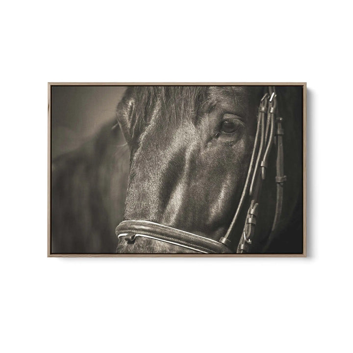 A Dark Horse&