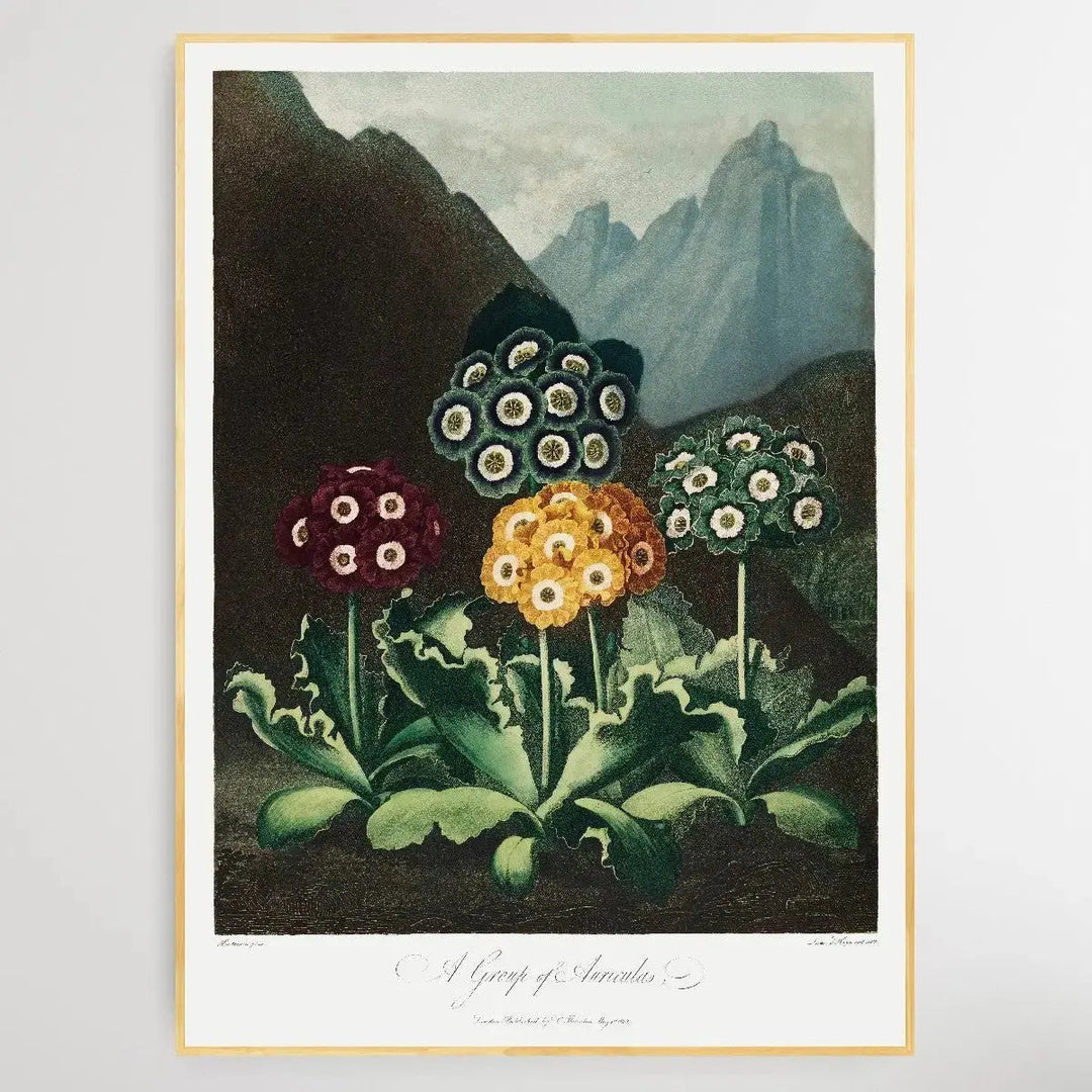 A Group of Auriculas (1807) by Robert John Thornton - I Heart Wall Art - Poster Print, Canvas Print or Framed Art Print