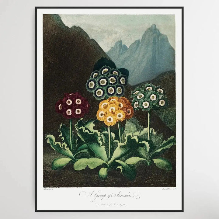A Group of Auriculas (1807) by Robert John Thornton - I Heart Wall Art - Poster Print, Canvas Print or Framed Art Print