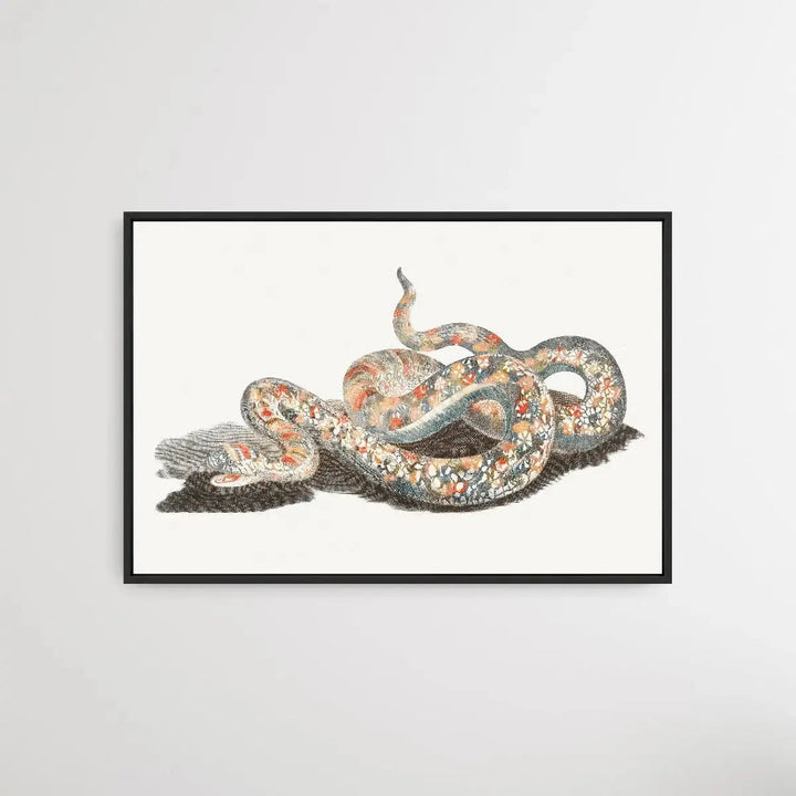 A Snake by Johan Teyler (1648-1709) - I Heart Wall Art - Poster Print, Canvas Print or Framed Art Print