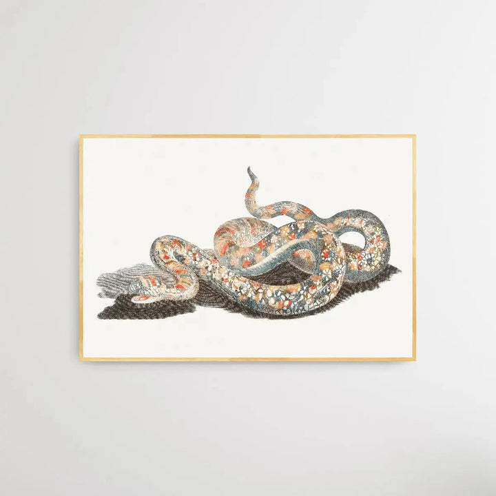 A Snake by Johan Teyler (1648-1709) - I Heart Wall Art - Poster Print, Canvas Print or Framed Art Print