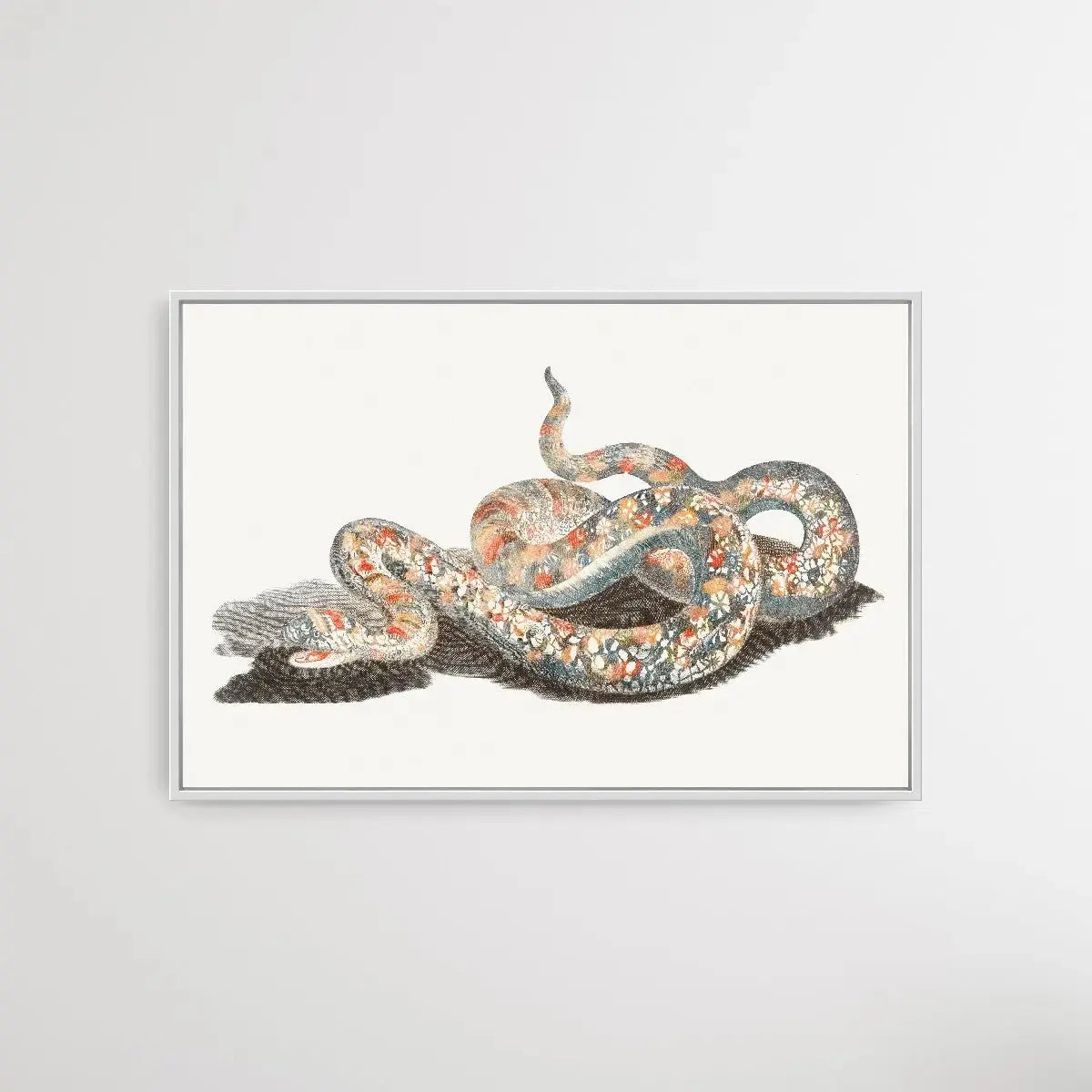 A Snake by Johan Teyler (1648-1709) - I Heart Wall Art - Poster Print, Canvas Print or Framed Art Print