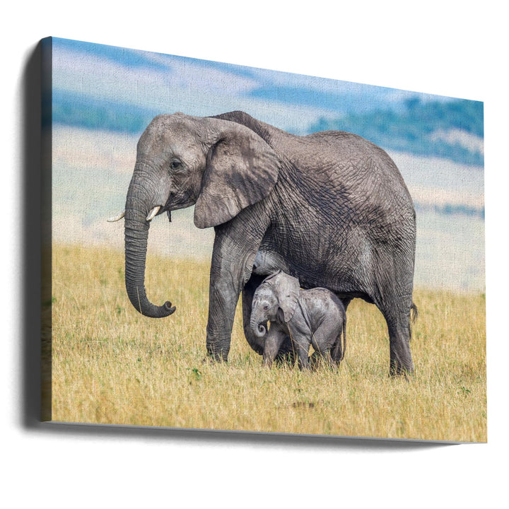 A wee one. - Stretched Canvas, Poster or Fine Art Print I Heart Wall Art