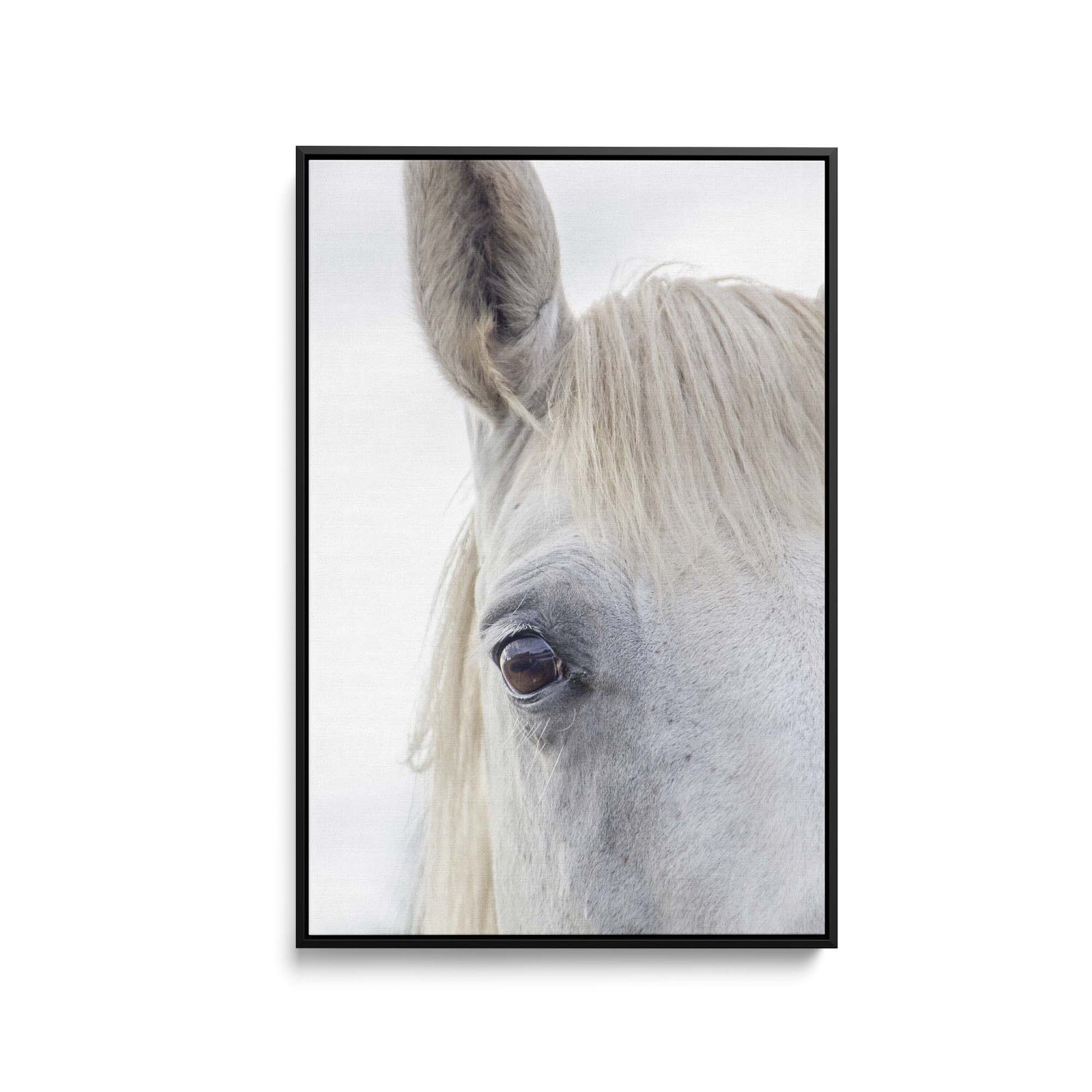 A White Horse's Face - Stretched Canvas, Poster or Fine Art Print (Copy) I Heart Wall Art
