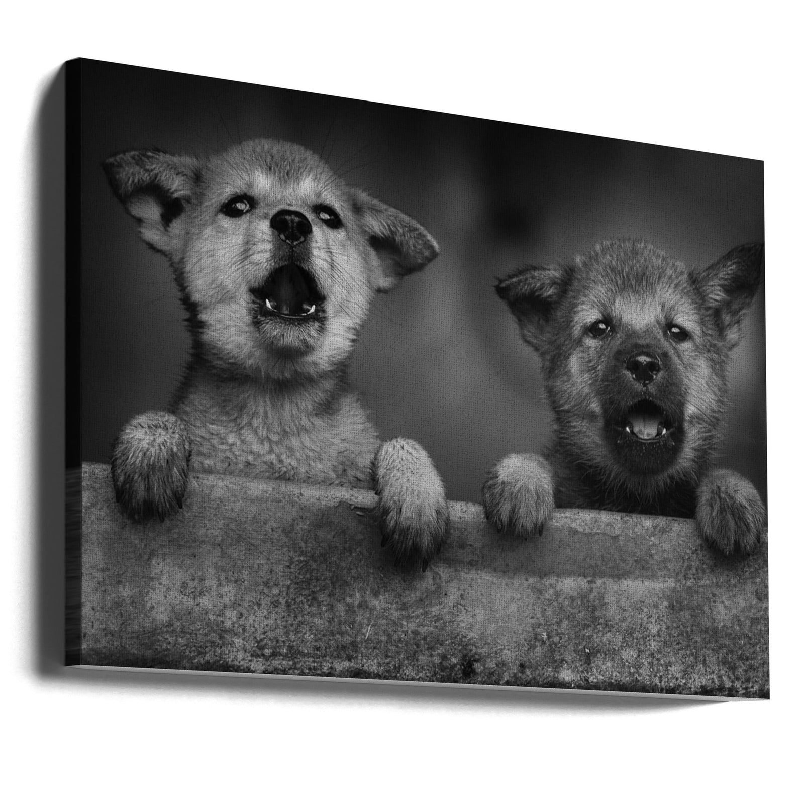 AA - Stretched Canvas, Poster or Fine Art Print I Heart Wall Art