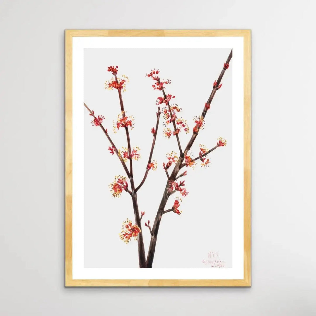 Acer Rubrum (1920) by Mary Vaux Walcott - I Heart Wall Art - Poster Print, Canvas Print or Framed Art Print