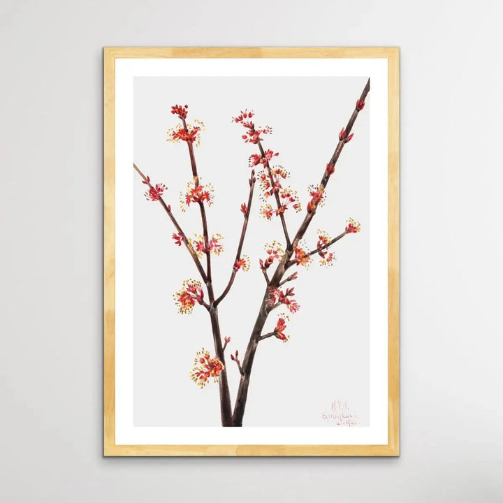 Acer Rubrum (1920) by Mary Vaux Walcott - I Heart Wall Art - Poster Print, Canvas Print or Framed Art Print