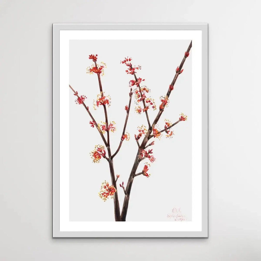 Acer Rubrum (1920) by Mary Vaux Walcott - I Heart Wall Art - Poster Print, Canvas Print or Framed Art Print