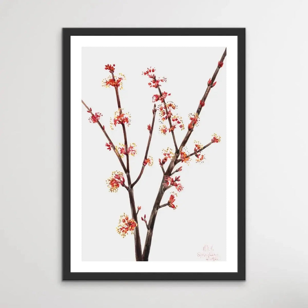 Acer Rubrum (1920) by Mary Vaux Walcott - I Heart Wall Art - Poster Print, Canvas Print or Framed Art Print