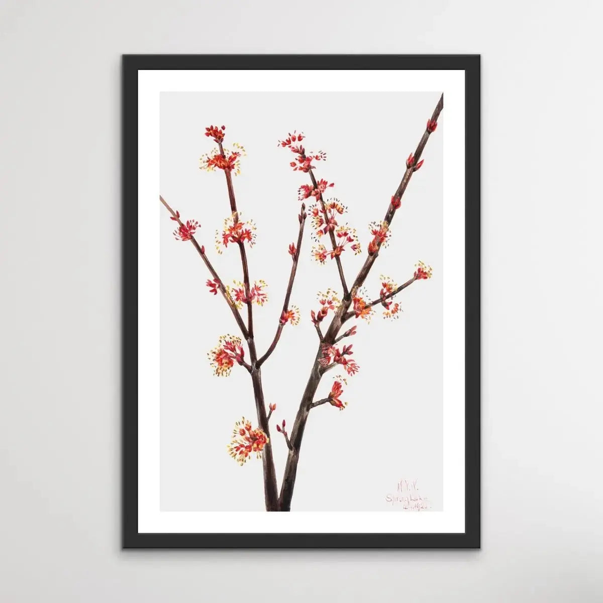 Acer Rubrum (1920) by Mary Vaux Walcott - I Heart Wall Art - Poster Print, Canvas Print or Framed Art Print