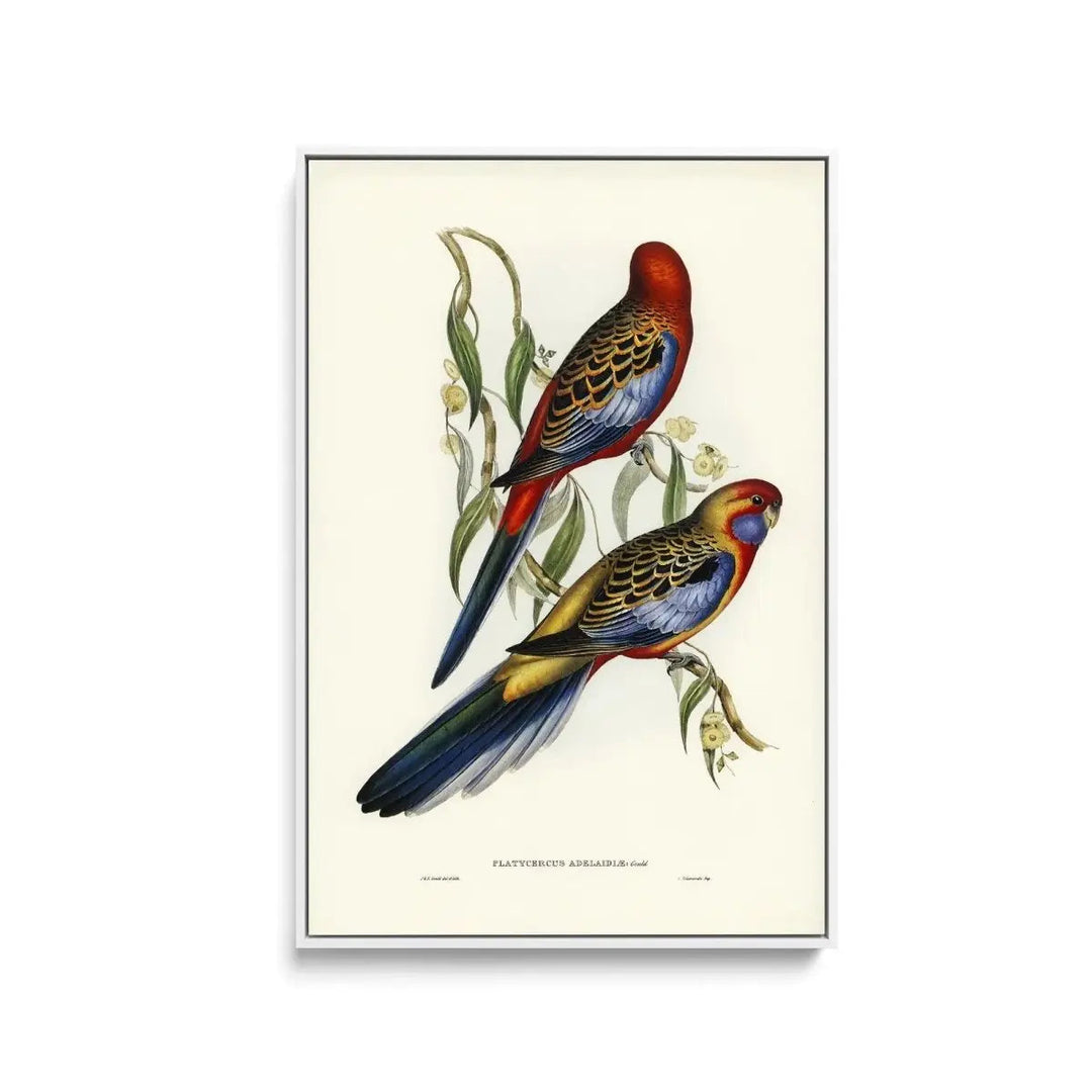 Adelaide Parakeet (Platycercus Adelaidiae) illustrated by Elizabeth Gould (18041841) - Stretched Canvas Print or Framed Fine Art Print - Artwork - I Heart Wall Art - Poster Print, Canvas Print or Framed Art Print