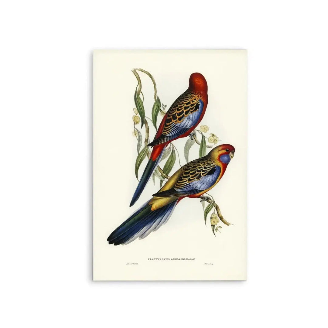 Adelaide Parakeet (Platycercus Adelaidiae) illustrated by Elizabeth Gould (18041841) - Stretched Canvas Print or Framed Fine Art Print - Artwork - I Heart Wall Art - Poster Print, Canvas Print or Framed Art Print
