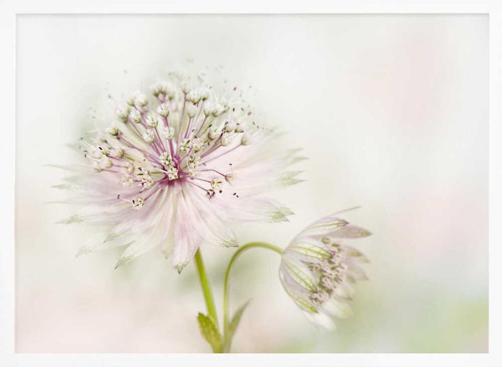 Airy Pink Bloom - Floral Photographic Stretched Canvas Poster or Fine Art Print