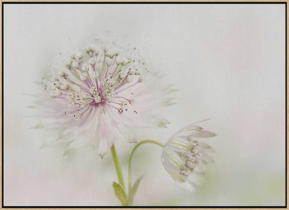 Airy Pink Bloom - Floral Photographic Stretched Canvas Poster or Fine Art Print