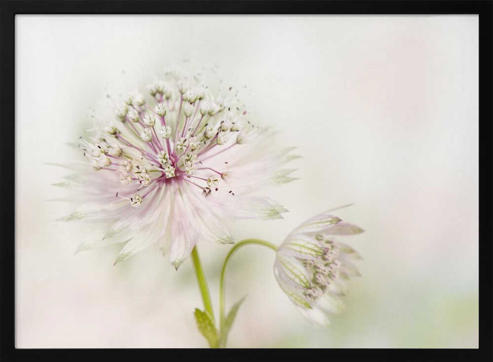 Airy Pink Bloom - Floral Photographic Stretched Canvas Poster or Fine Art Print
