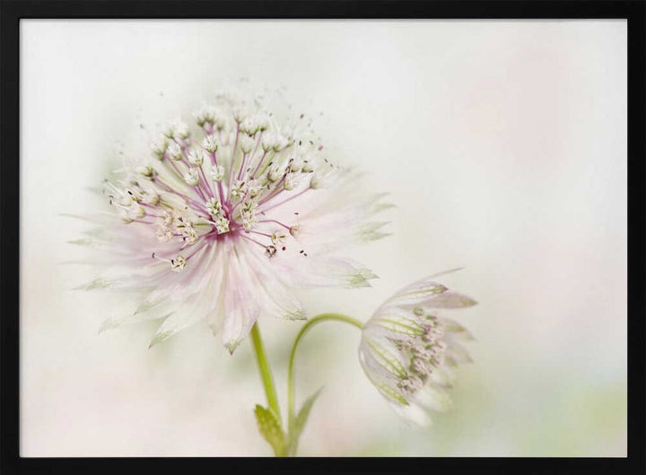 Airy Pink Bloom - Floral Photographic Stretched Canvas Poster or Fine Art Print