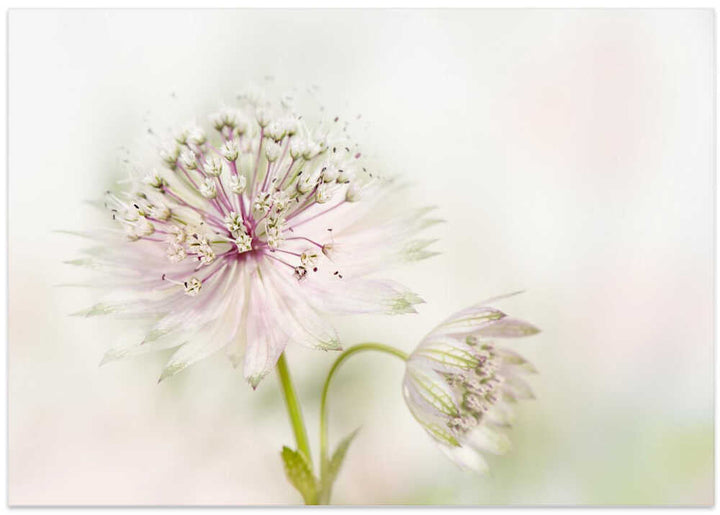 Airy Pink Bloom - Floral Photographic Stretched Canvas Poster or Fine Art Print