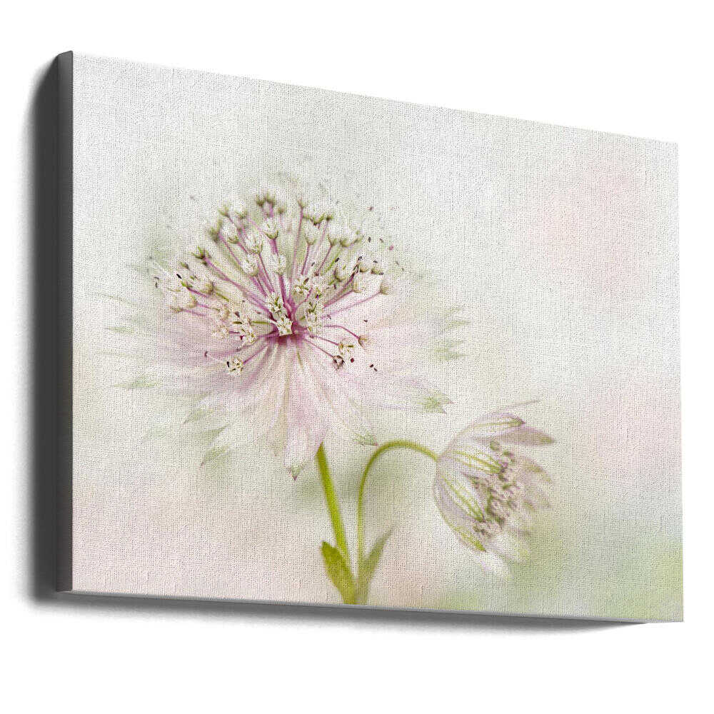 Airy Pink Bloom - Floral Photographic Stretched Canvas Poster or Fine Art Print