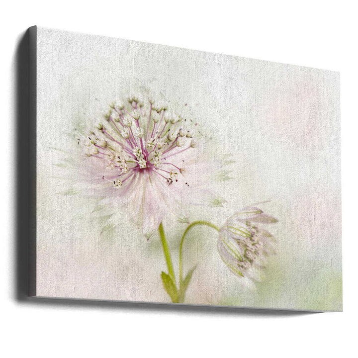 Airy Pink Bloom - Floral Photographic Stretched Canvas Poster or Fine Art Print