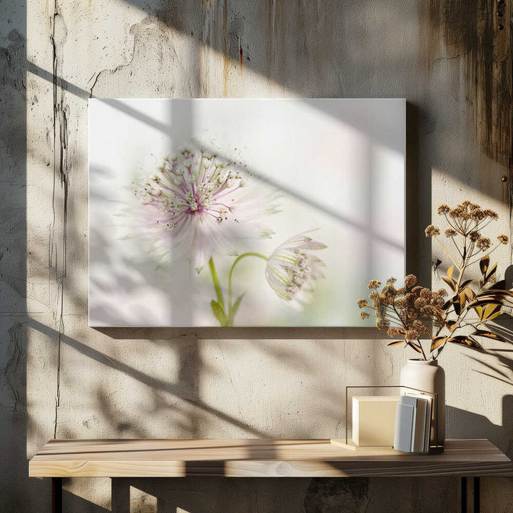 Airy Pink Bloom - Floral Photographic Stretched Canvas Poster or Fine Art Print