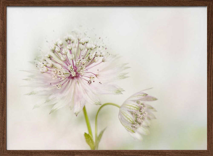 Airy Pink Bloom - Floral Photographic Stretched Canvas Poster or Fine Art Print