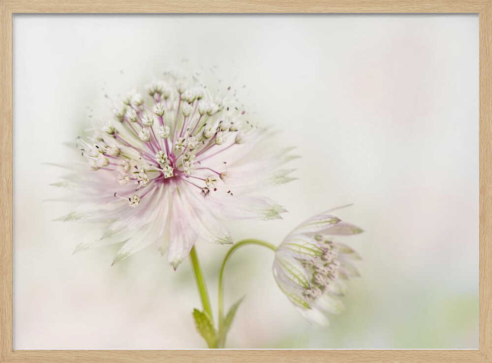 Airy Pink Bloom - Floral Photographic Stretched Canvas Poster or Fine Art Print