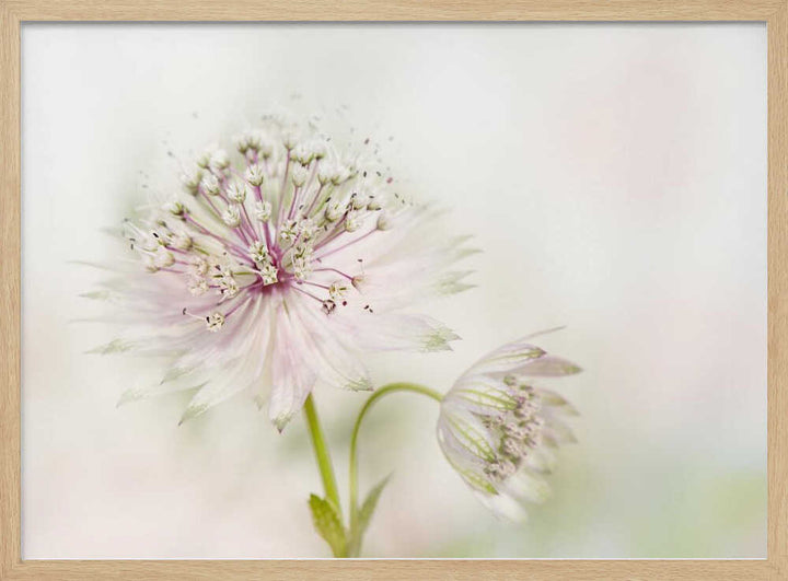 Airy Pink Bloom - Floral Photographic Stretched Canvas Poster or Fine Art Print