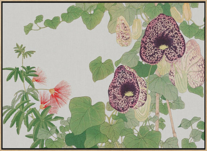 Albizia &amp; Aristolochia Flower No.2 - Stretched Canvas, Poster or Fine Art Print I Heart Wall Art