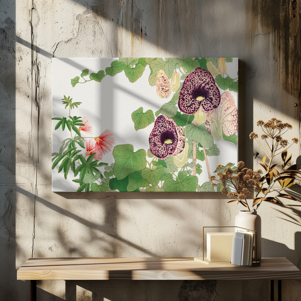 Albizia &amp; Aristolochia Flower No.2 - Stretched Canvas, Poster or Fine Art Print I Heart Wall Art