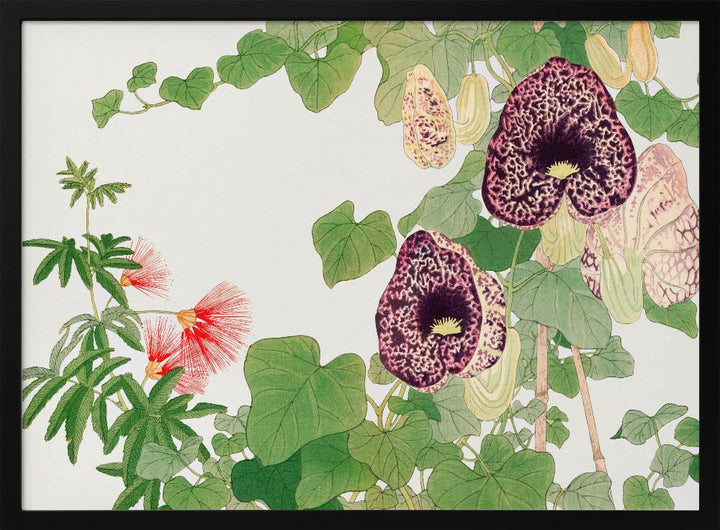 Albizia &amp; Aristolochia Flower No.2 - Stretched Canvas, Poster or Fine Art Print I Heart Wall Art