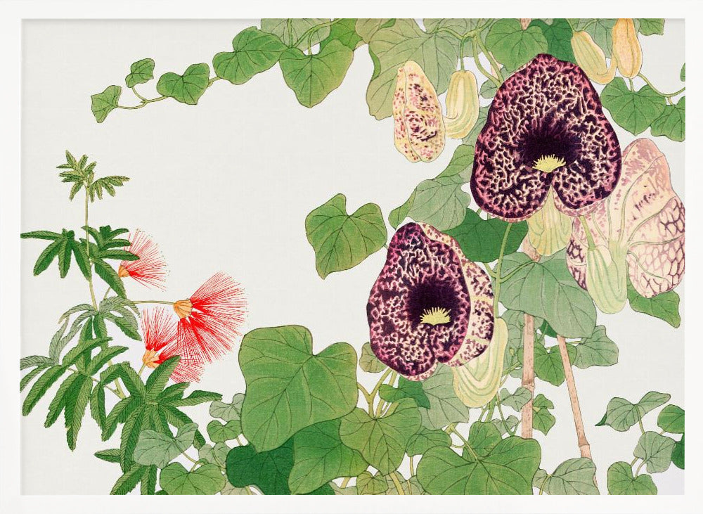 Albizia &amp; Aristolochia Flower No.2 - Stretched Canvas, Poster or Fine Art Print I Heart Wall Art