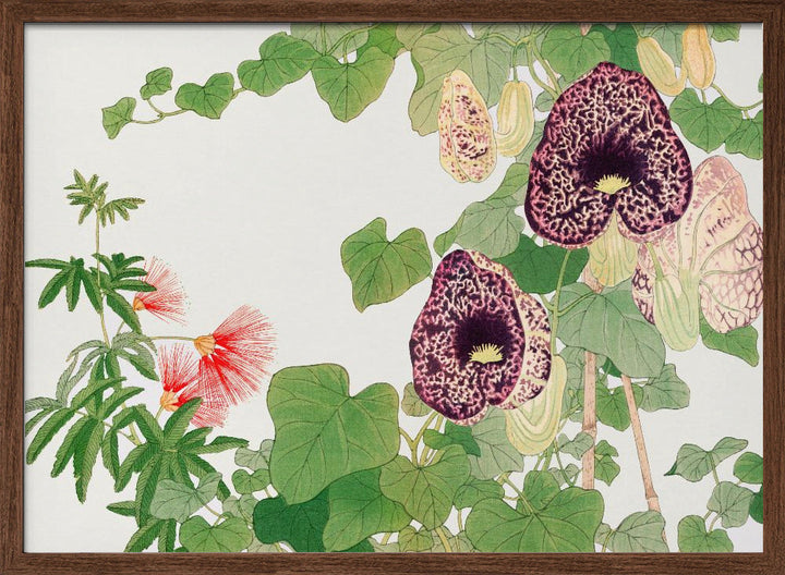 Albizia &amp; Aristolochia Flower No.2 - Stretched Canvas, Poster or Fine Art Print I Heart Wall Art