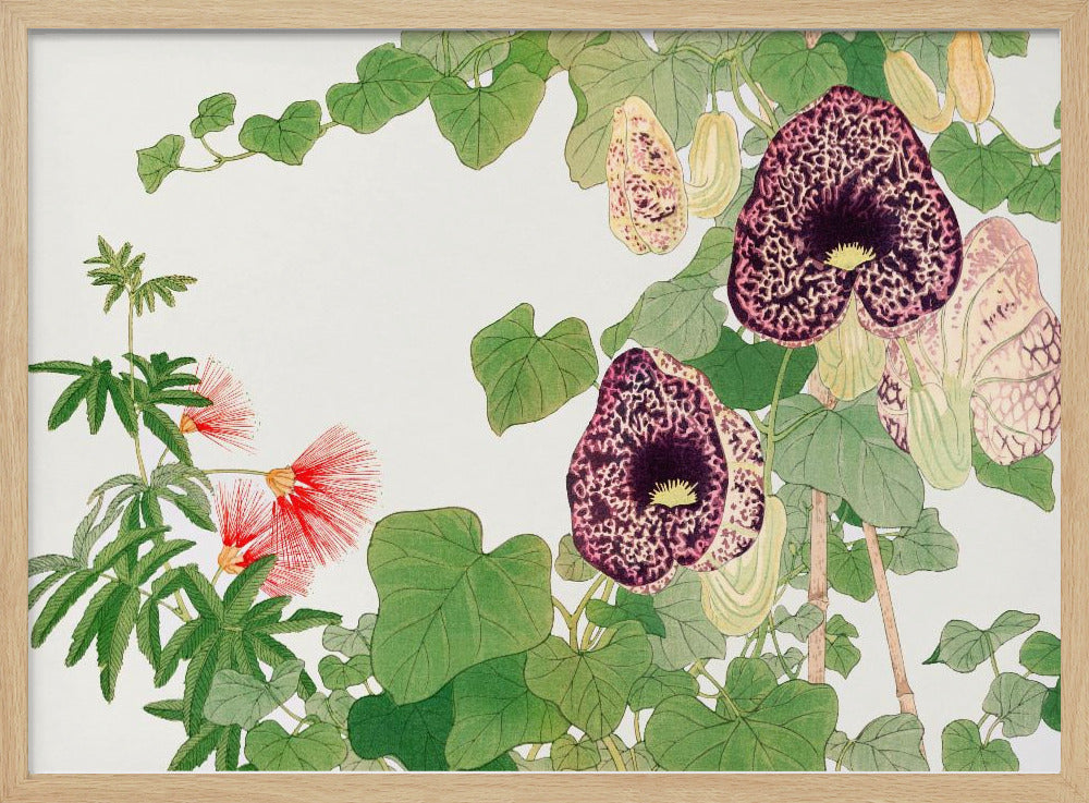 Albizia &amp; Aristolochia Flower No.2 - Stretched Canvas, Poster or Fine Art Print I Heart Wall Art