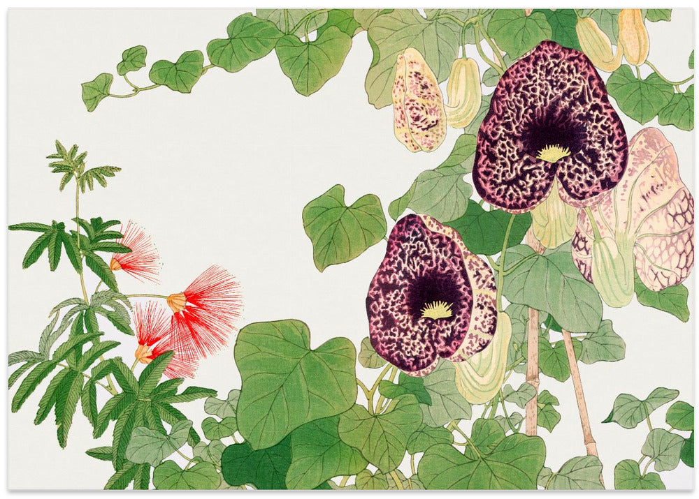 Albizia &amp; Aristolochia Flower No.2 - Stretched Canvas, Poster or Fine Art Print I Heart Wall Art