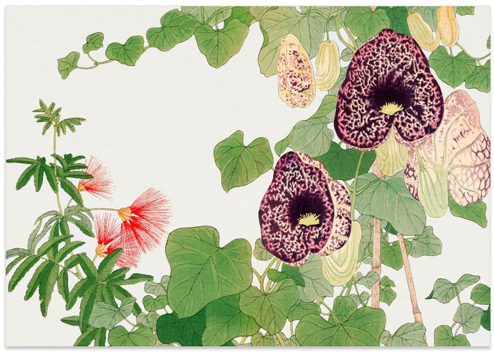 Albizia &amp; Aristolochia Flower No.2 - Stretched Canvas, Poster or Fine Art Print I Heart Wall Art