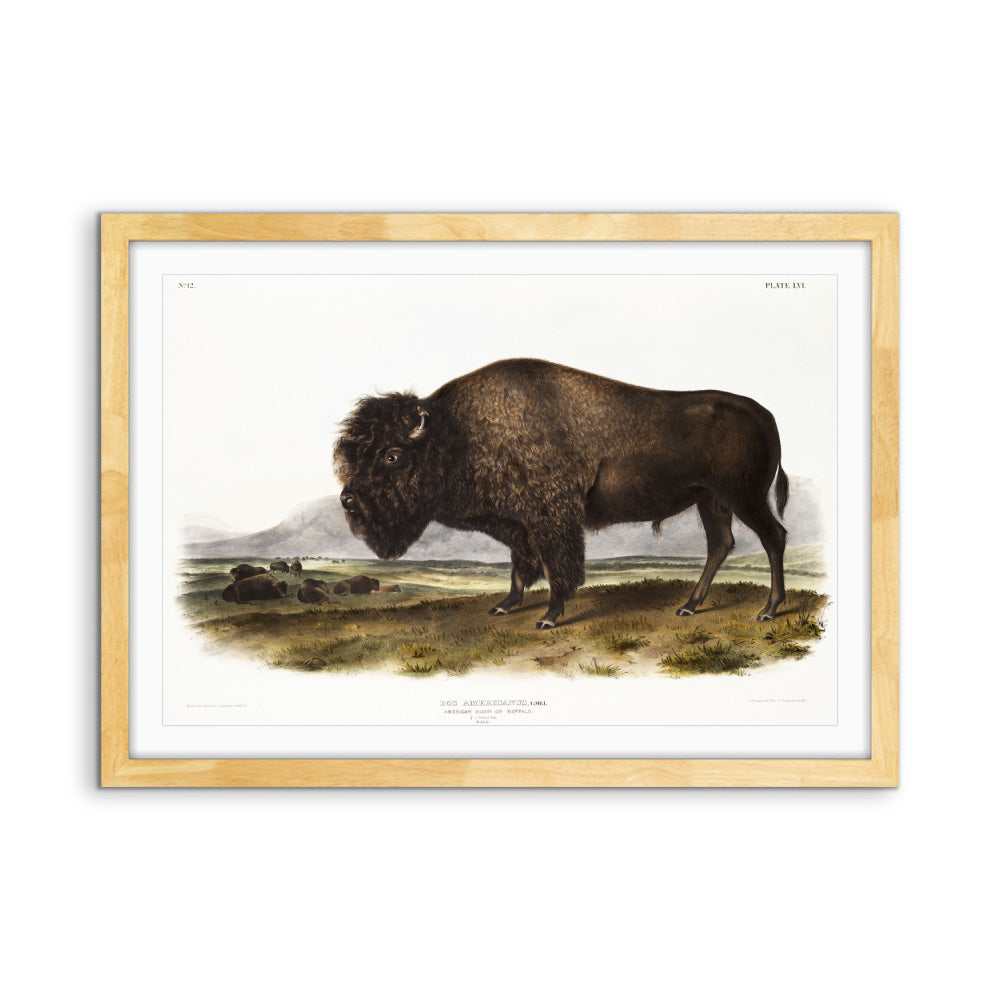 American Bison by John Woodhouse Audubon - Natural History Stretched Canvas or Art Print