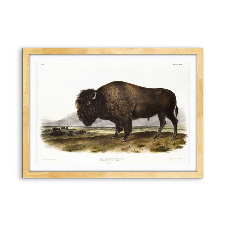 American Bison by John Woodhouse Audubon - Natural History Stretched Canvas or Art Print