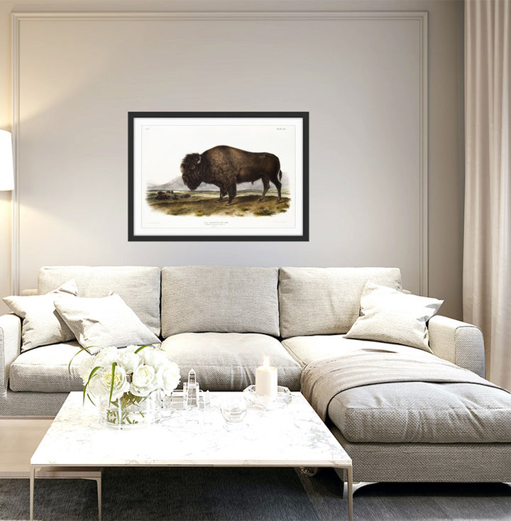 American Bison by John Woodhouse Audubon - Natural History Stretched Canvas or Art Print