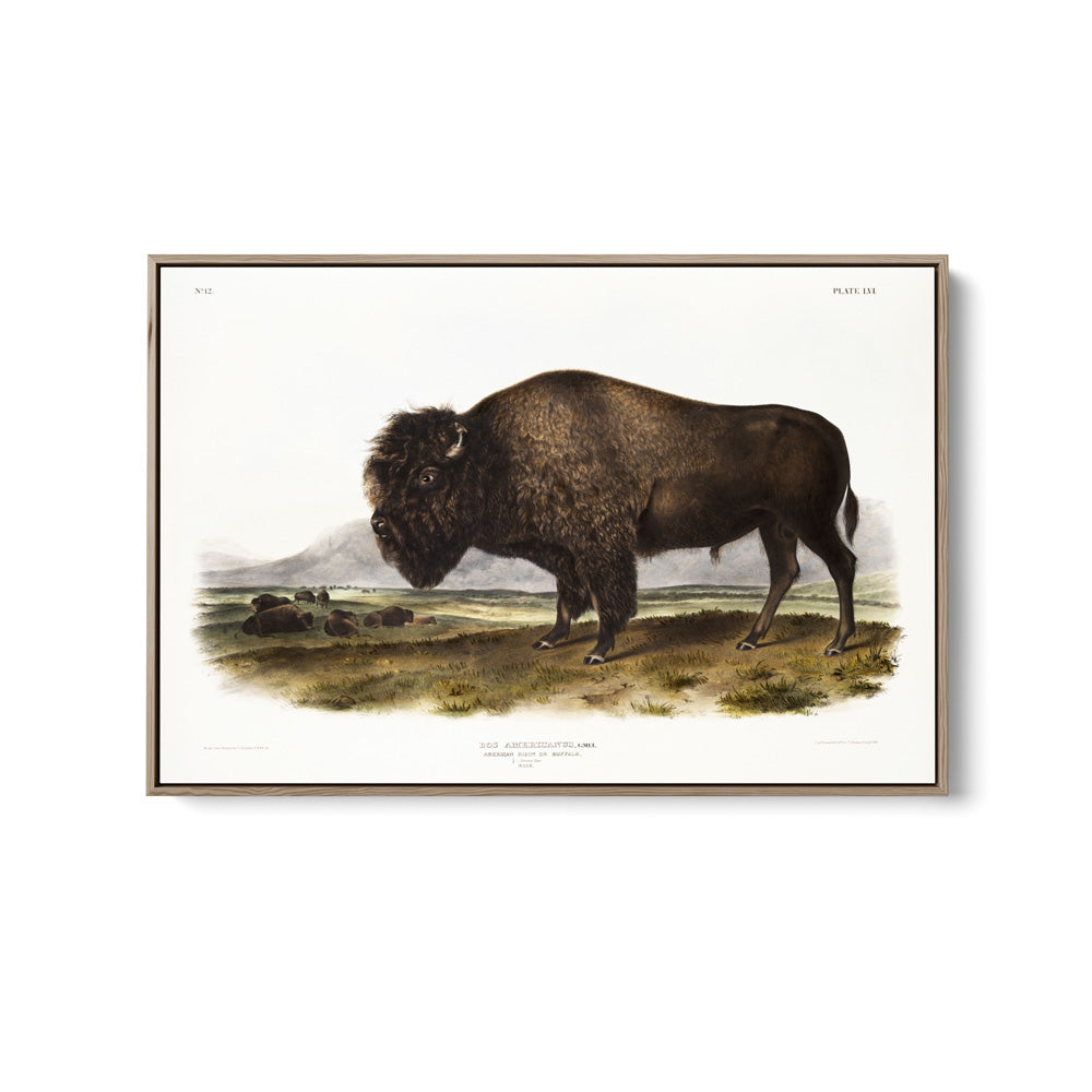 American Bison by John Woodhouse Audubon - Natural History Stretched Canvas or Art Print