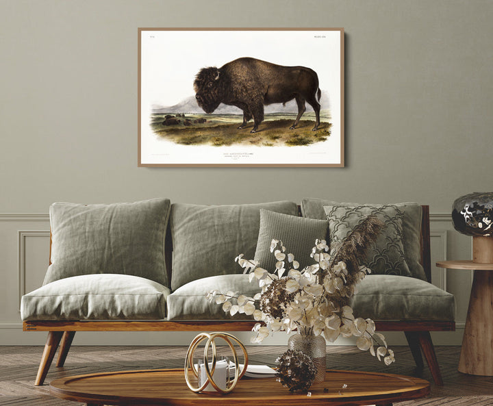 American Bison by John Woodhouse Audubon - Natural History Stretched Canvas or Art Print