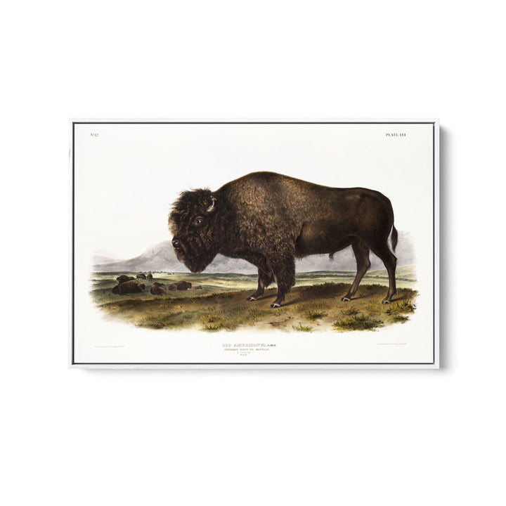 American Bison by John Woodhouse Audubon - Natural History Stretched Canvas or Art Print