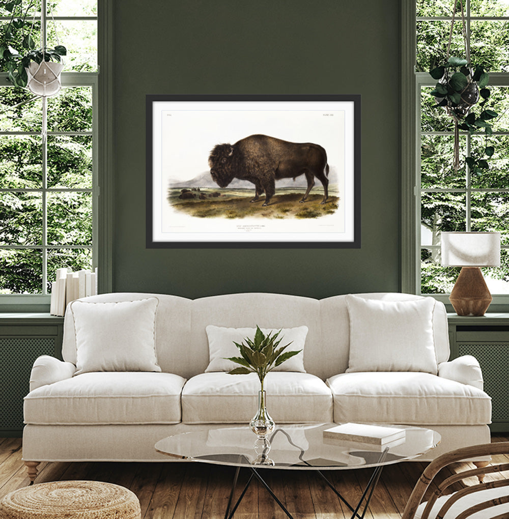 American Bison by John Woodhouse Audubon - Natural History Stretched Canvas or Art Print